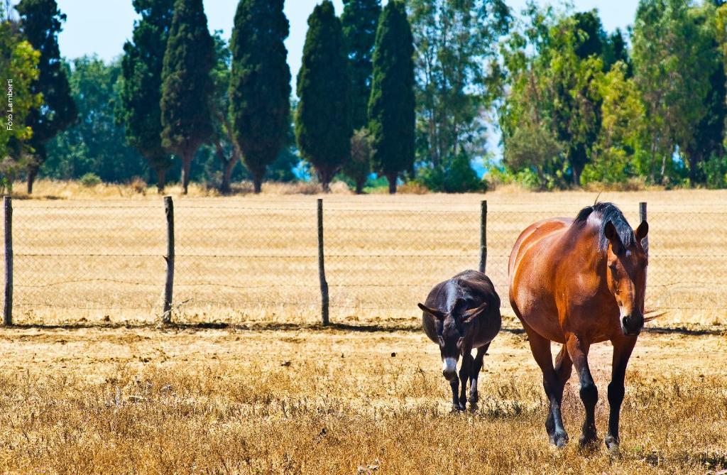 Podere Del Gesso Tarquinia Exterior photo